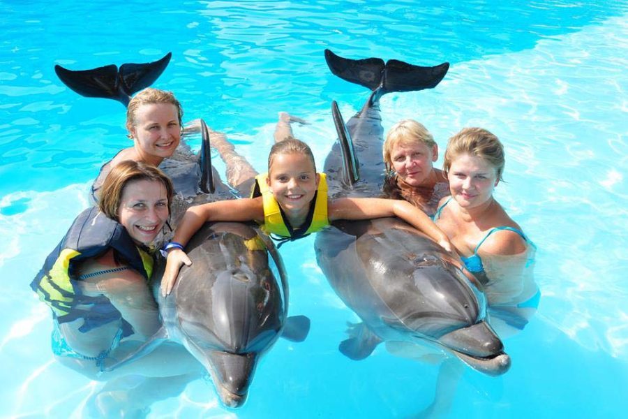 Dolphin Show in Makadi