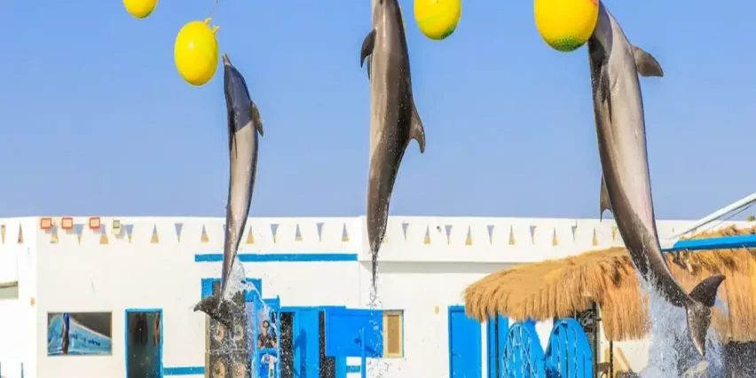Dolphin Show in Makadi
