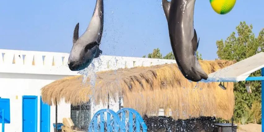 Dolphin Show in Makadi